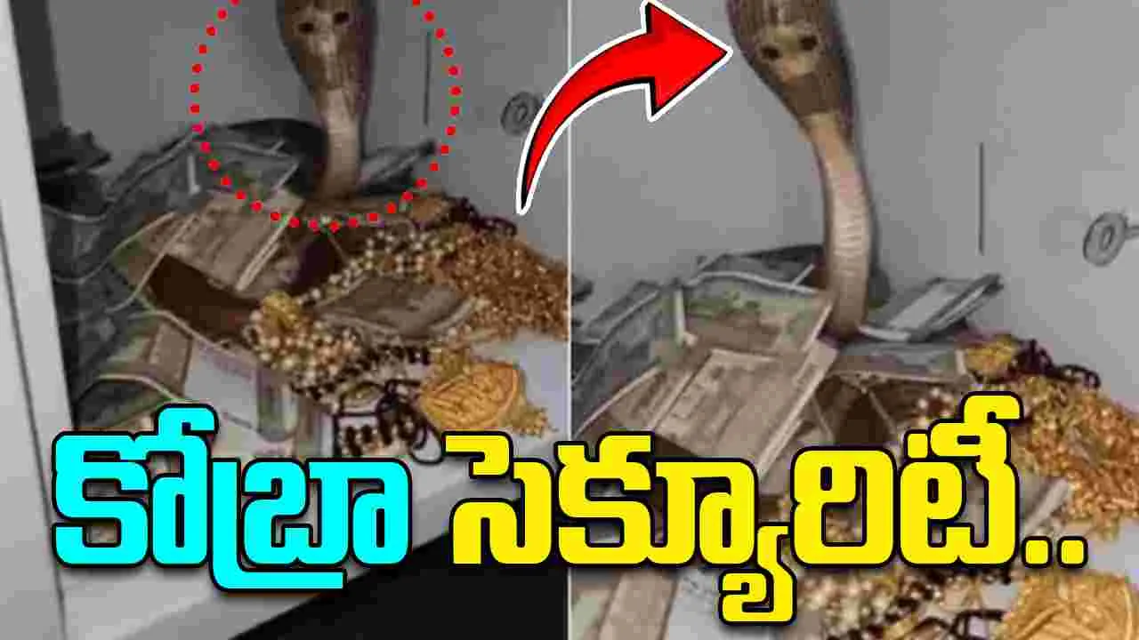 king cobra in vault: ఈ డబ్బులను కాజేయడం ఎవరి తరమూ కాదు.. కోబ్రా సెక్యూరిటీ చూశారా..?