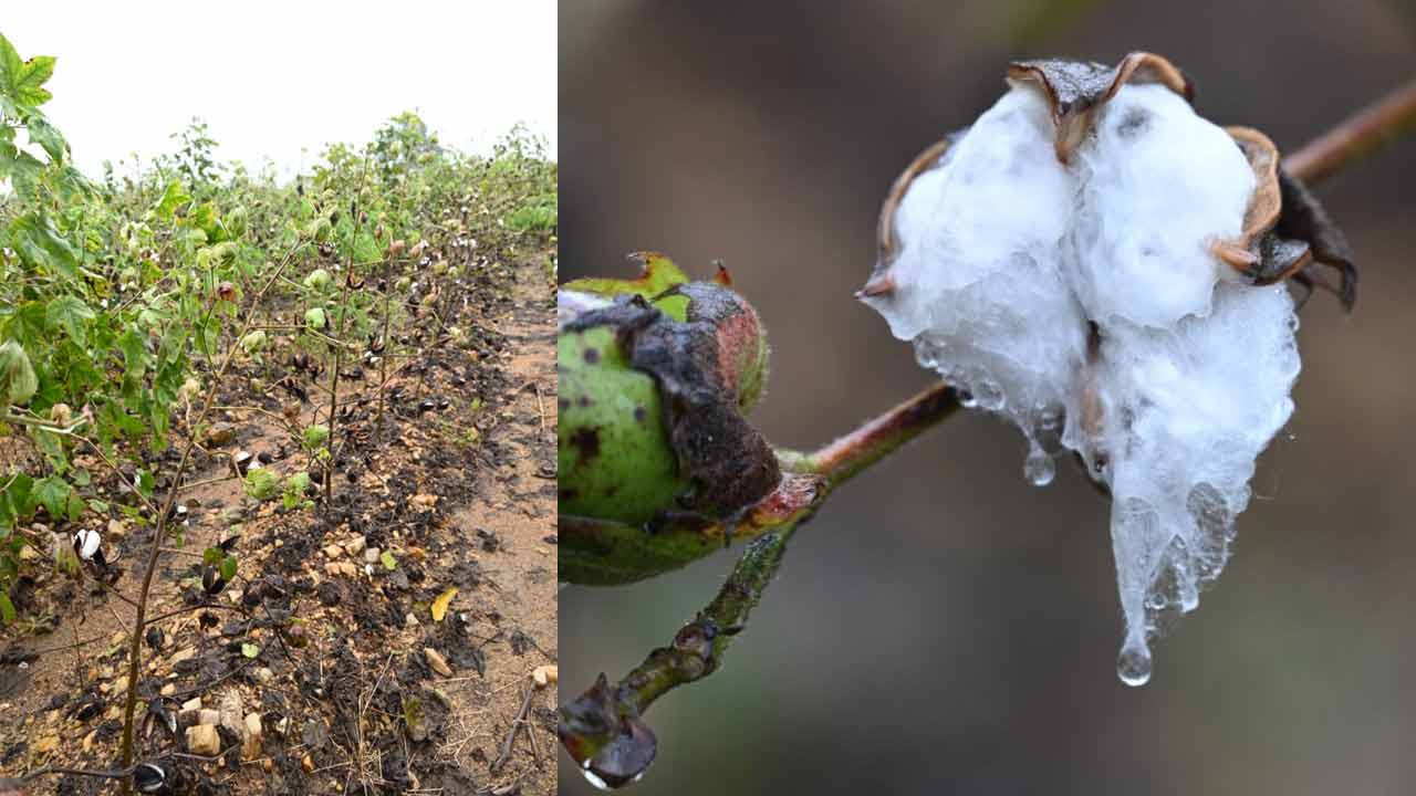 Cyclone Montha: మొంథా తుఫాను ఎఫెక్ట్.. ఖమ్మంలో దెబ్బతిన్న మిర్చి, పత్తి పంటలు
