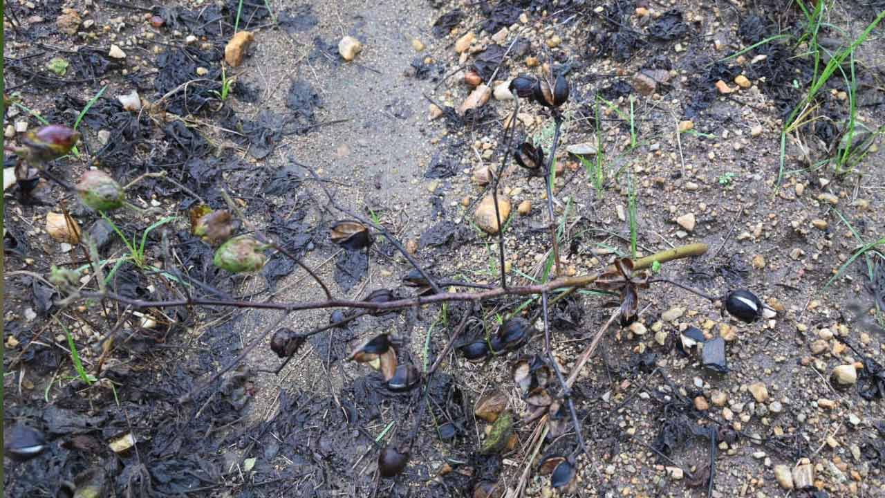 Cyclone Montha: మొంథా తుఫాను ఎఫెక్ట్.. ఖమ్మంలో దెబ్బతిన్న మిర్చి, పత్తి పంటలు