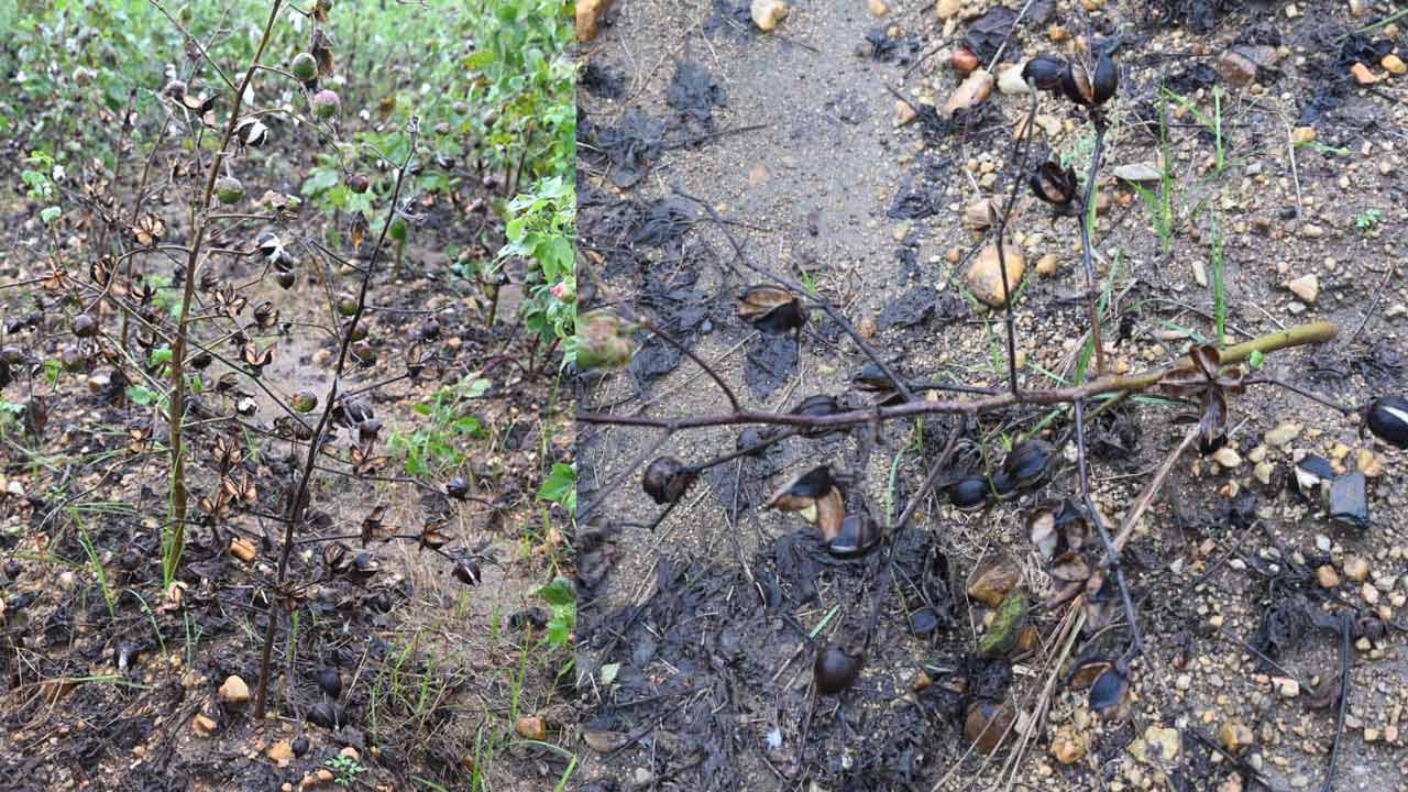 Cyclone Montha: మొంథా తుఫాను ఎఫెక్ట్.. ఖమ్మంలో దెబ్బతిన్న మిర్చి, పత్తి పంటలు