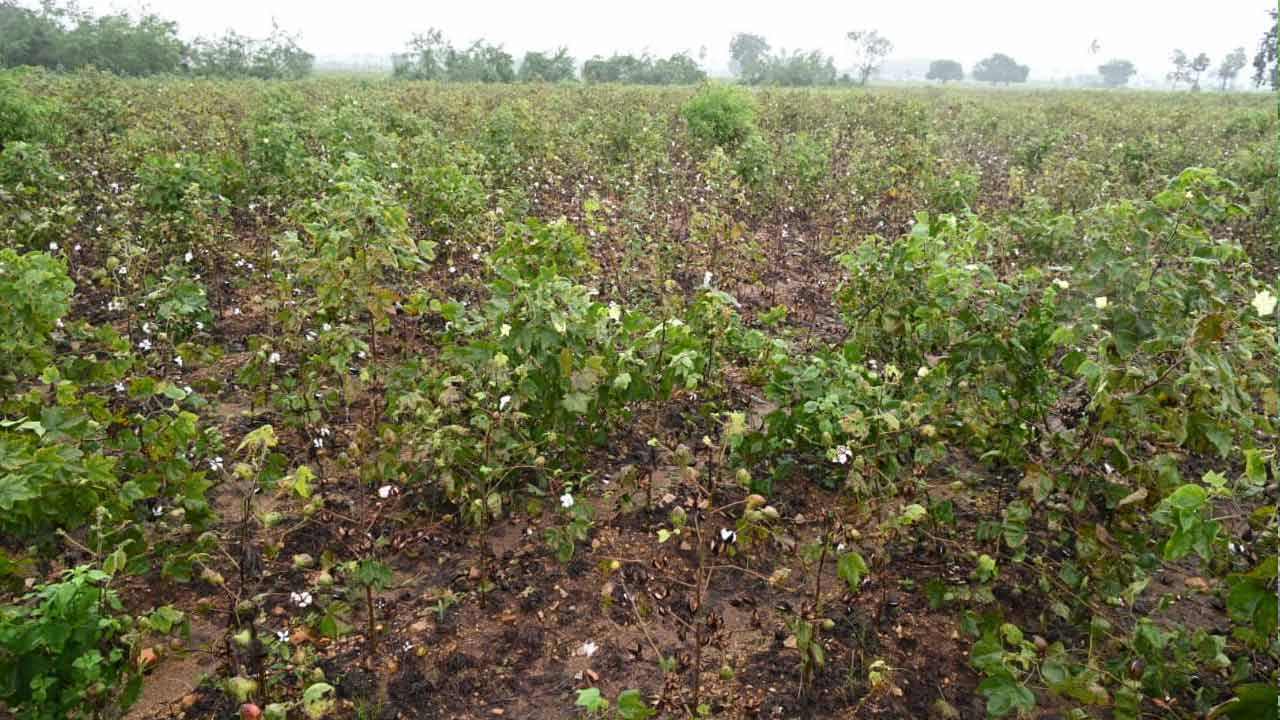 Cyclone Montha: మొంథా తుఫాను ఎఫెక్ట్.. ఖమ్మంలో దెబ్బతిన్న మిర్చి, పత్తి పంటలు