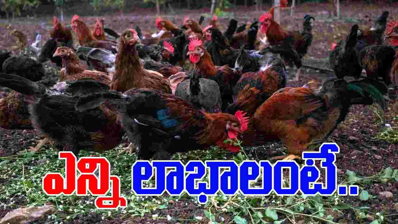 Natu Kodi Benefits: నాటు కోడితో ఇన్ని లాభాలా.. అందుకే ఇంత డిమాండ్..!