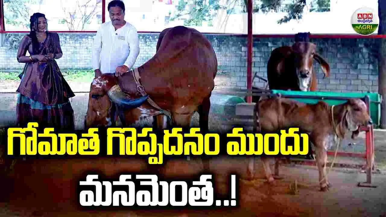 Greatness of Cow: గోమాత గొప్పదనం ముందు మనమెంత 