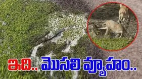 Crocodile Attack Video: మొసలి వ్యూహాన్ని ఎప్పుడైనా చూశారా.. జింకను ఎలా వేటాడిందంటే.. 