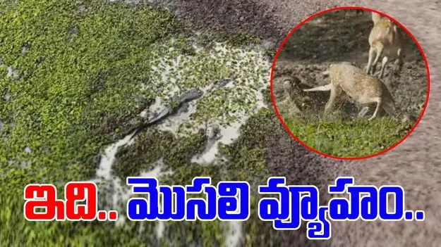 Crocodile Attack Video: మొసలి వ్యూహాన్ని ఎప్పుడైనా చూశారా.. జింకను ఎలా వేటాడిందంటే.. 
