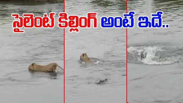 Crocodile Attack On Lion: మొసలి తెలివి అంటే ఇదే.. సింహాన్ని ఎలా వేటాడిందో చూస్తే.. 