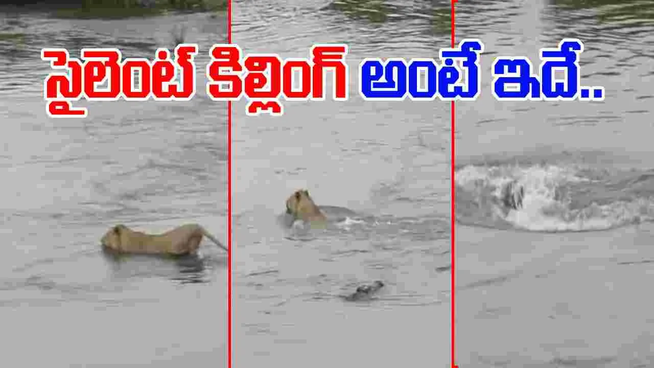 Crocodile Attack On Lion: మొసలి తెలివి అంటే ఇదే.. సింహాన్ని ఎలా వేటాడిందో చూస్తే.. 