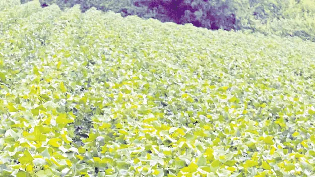 సాగుకు జీవం