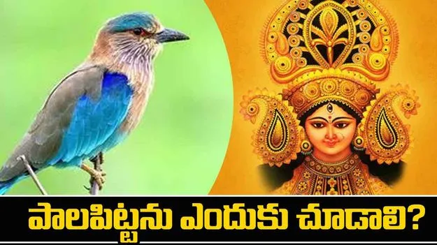 Dussehra Festival 2025: దసరా రోజు పాలపిట్టను చూస్తే ఏమౌతుంది?.. ఈ విషయాలు తప్పక తెలుసుకోండి..