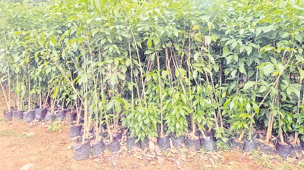 ఒక్క రోజు.. ఐదు వేల మొక్కలు