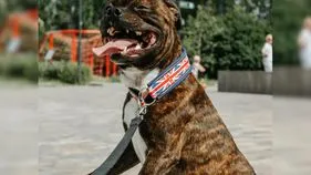 UK dog attack: పెంపుడు కుక్క ఎంత పని చేసింది.. పెద్దలు ఇంట్లో లేని సమయంలో దారుణం..