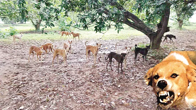 కుక్కలు చంపేస్తున్నాయ్‌!