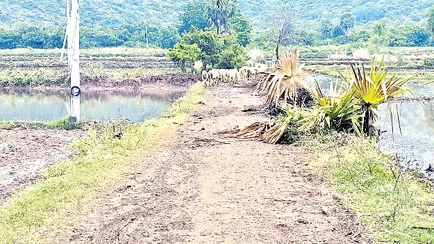 ఆక్రమణకు గురవుతున్న ఆవుల డొంక