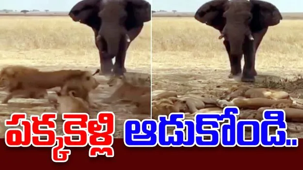 Elephant vs lions: షాకింగ్.. ఏనుగును చూసిన సింహాల గుంపు ఏం చేసిందంటే..