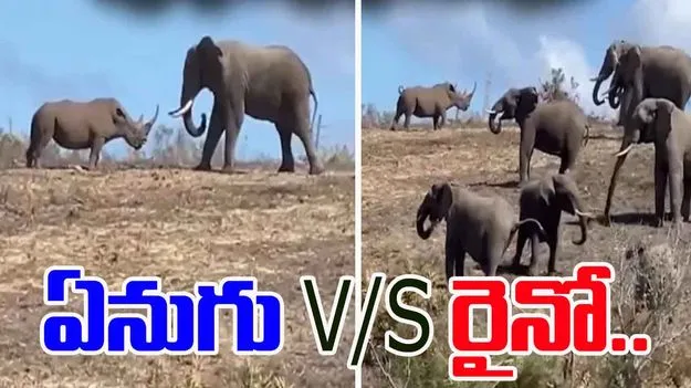Elephant vs Rhino: ఏనుగు vs ఖడ్గమృగం.. ఈ ధైర్యానికి హ్యాట్సాఫ్ చెప్పాల్సిందే..
