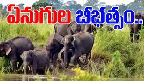 Tirupati Elephant Attack: అర్ధరాత్రి గజరాజుల బీభత్సం.. 