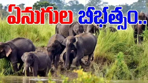 Tirupati Elephant Attack: అర్ధరాత్రి గజరాజుల బీభత్సం.. 