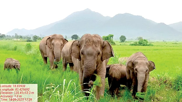 Elephants  ఏనుగుల హల్‌చల్‌ 