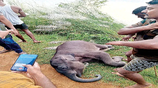   Elephant  ఏనుగు పిల్ల మృతి
