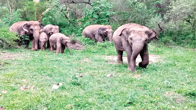 తిరిగొచ్చాయ్‌!