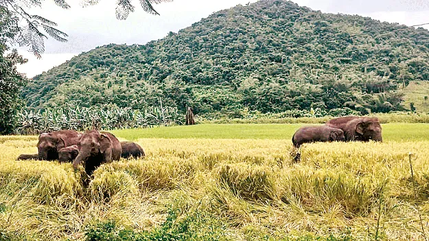 enugulu కదలవు.. వదలవు!