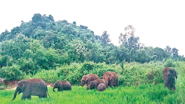 elephants ఇక్కడ బోడికొండ .. అక్కడ ఇసుకగూడ!