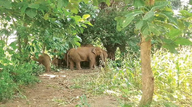  Elephants   గజరాజుల బీభత్సం