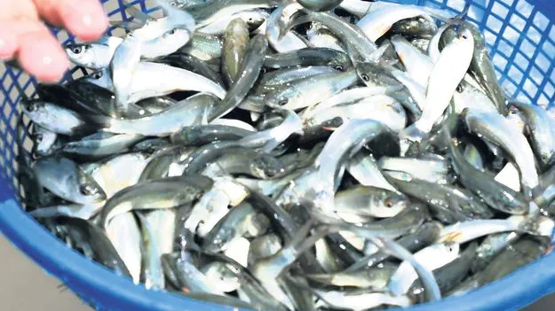 మూడు నెలలుగా ‘మీన’మేషాలు