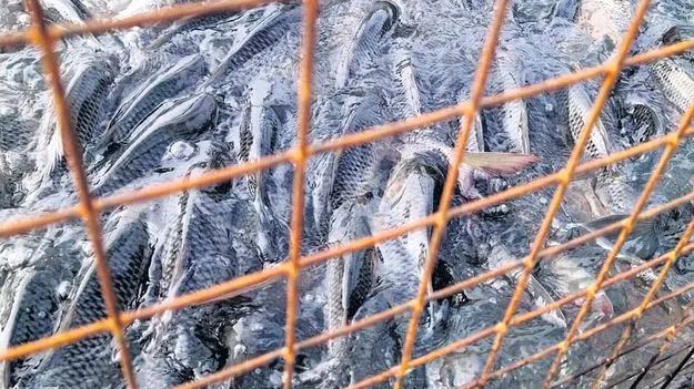 వరదకు కొట్టుకుపోయిన చేపలు