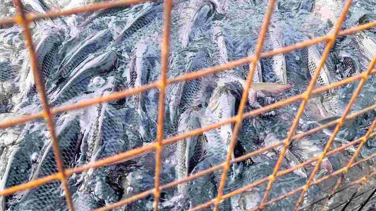 వరదకు కొట్టుకుపోయిన చేపలు