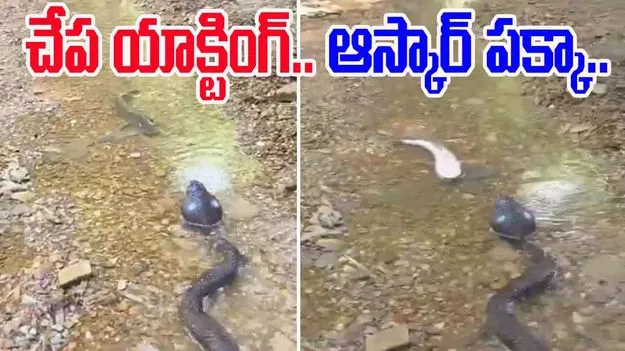 Fish oscar acting: పామును చూసి చేప సూపర్ యాక్టింగ్.. ఆస్కార్ ఇవ్వాల్సిందే అంటూ కామెంట్లు..