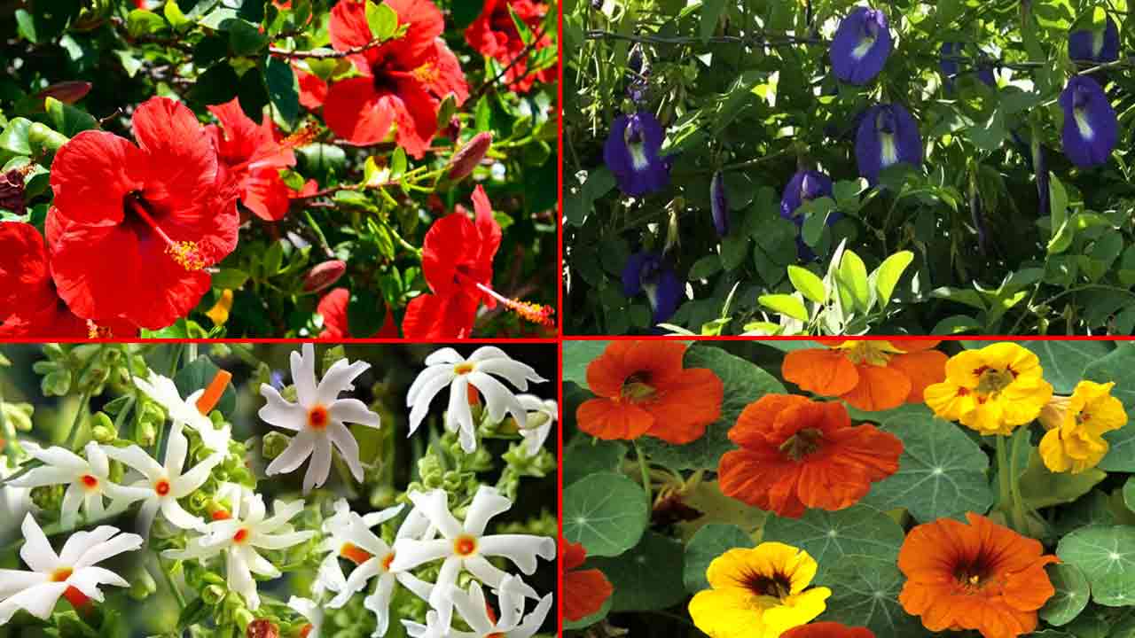 Health Tips: ఈ అందమైన పూల వెనుక దాగి ఉన్న ఆరోగ్య రహస్యాలు ఏంటో తెలుసా.. 