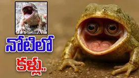 Strangest frog: కెనడాలో విచిత్రమైన కప్ప.. నోటిలో కళ్లు.. కారణమేంటంటే..