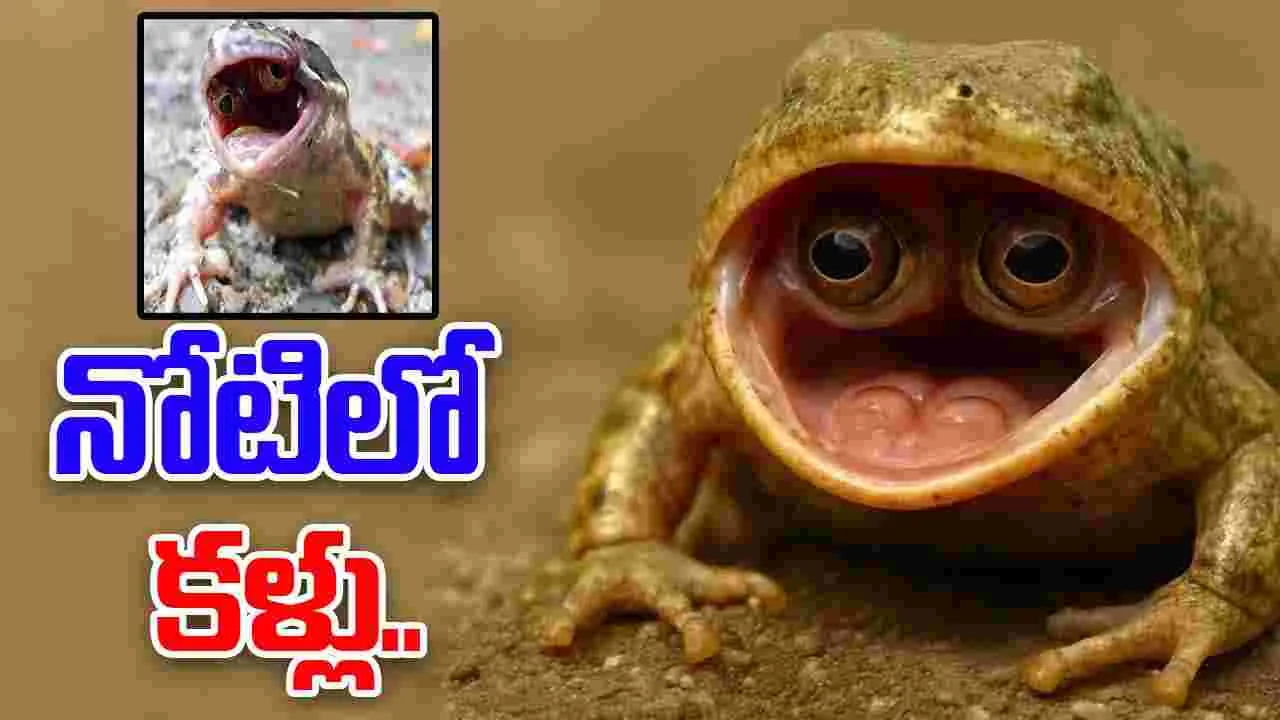 Strangest frog: కెనడాలో విచిత్రమైన కప్ప.. నోటిలో కళ్లు.. కారణమేంటంటే..