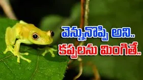 woman eats frogs: వెన్ను నొప్పి తగ్గించుకోవడానికి 8 కప్పలను మింగింది.. తర్వాతేం జరిగిందంటే..