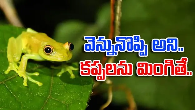 woman eats frogs: వెన్ను నొప్పి తగ్గించుకోవడానికి 8 కప్పలను మింగింది.. తర్వాతేం జరిగిందంటే..