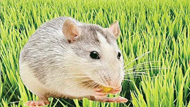 వరిలో ఎలుకల బెడద