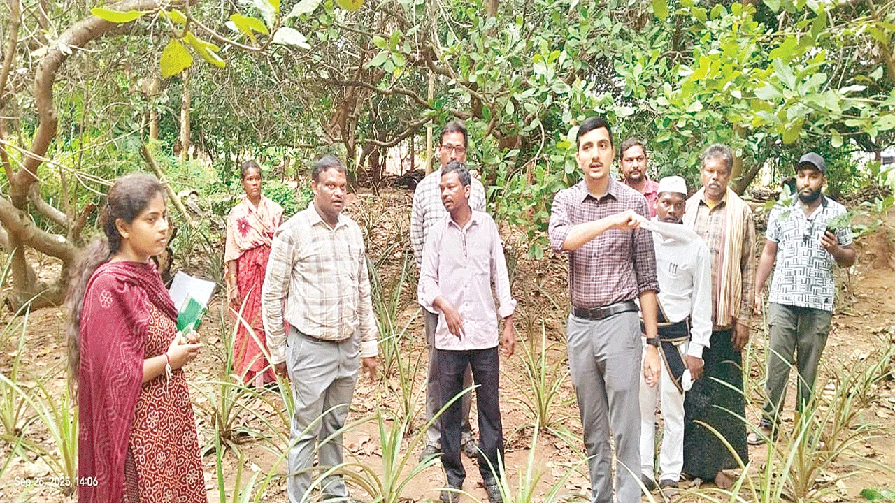 ‘Mauritius ‘మారిషస్‌’తో అధిక దిగుబడులు