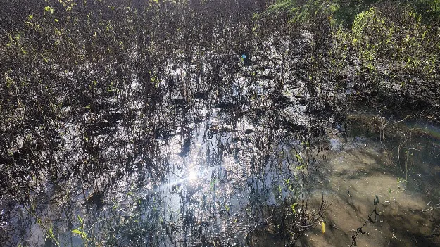 kumaram bheem asifabad- మురిసేలోపు.. ముంచేసింది..