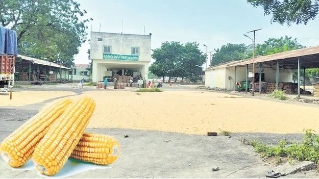 మక్క రైతులకు లభించని ‘మద్దతు’