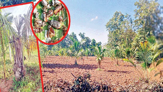 కొబ్బరికి కష్టమొచ్చింది