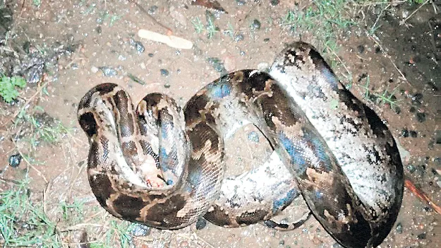 ఎం.రావిలంకలో కొండచిలువ హతం