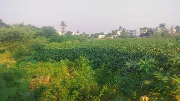 Tirupati Forest Land Scam: 300 ఎకరాల భూములకు అక్రమ పట్టాలు.. ఏడుగురు అధికారులపై వేటు.. 