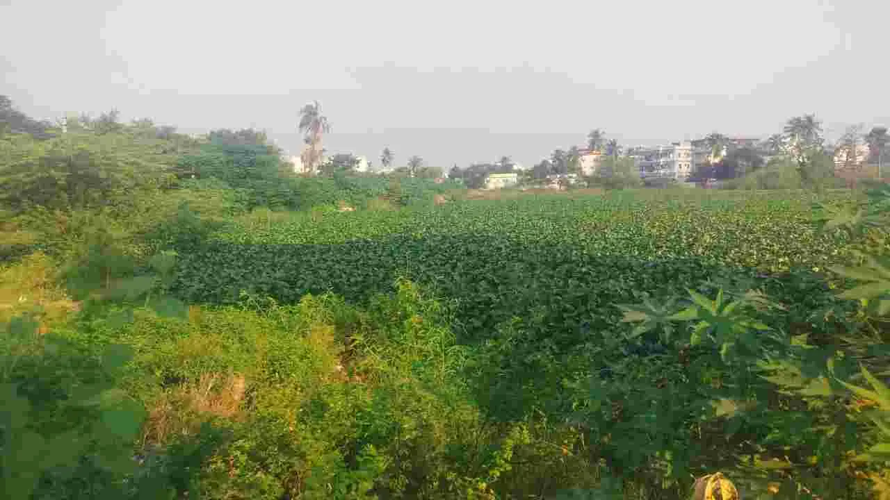 Tirupati Forest Land Scam: 300 ఎకరాల భూములకు అక్రమ పట్టాలు.. ఏడుగురు అధికారులపై వేటు.. 