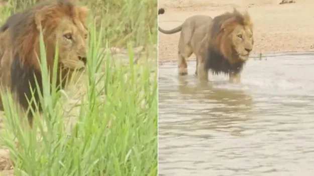 Lion vs crocodile: సింహాన్ని ఆపేదెవరు.. మొసలిని చూసిన మృగరాజు ఏం చేసిందో చూడండి..