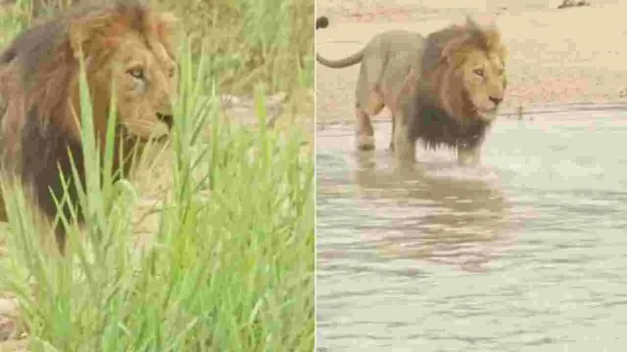 Lion vs crocodile: సింహాన్ని ఆపేదెవరు.. మొసలిని చూసిన మృగరాజు ఏం చేసిందో చూడండి..