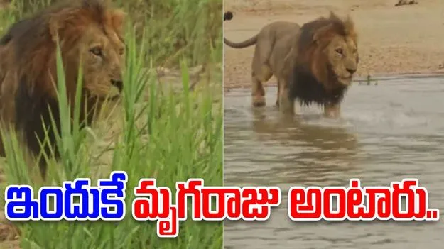 Lion vs crocodile: ఇందుకే సింహాన్ని మృగరాజు అంటారు.. మొసలిని చూసి ఏం చేసిందో చూడండి..