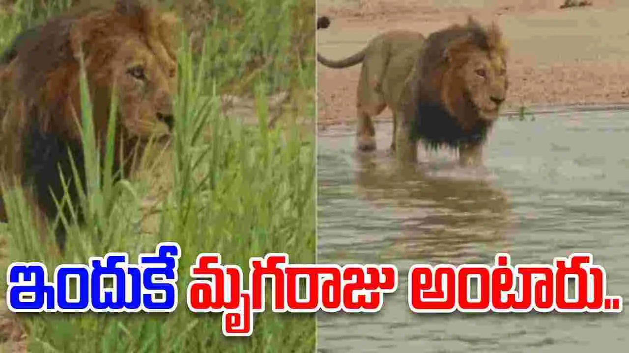 Lion vs crocodile: ఇందుకే సింహాన్ని మృగరాజు అంటారు.. మొసలిని చూసి ఏం చేసిందో చూడండి..