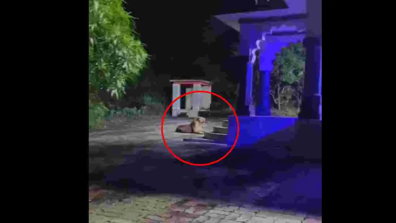 Watch Video: దుర్గమ్మ గుడి ముందు అద్భుతం.. చూసేందుకు రెండు కళ్లు చాలవంతే..!