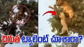 Lion vs Leopard: చెట్టుపై సింహంతో చిరుత పోరాటం.. కిందపడిన తర్వాత చిరుత ట్యాలెంట్ చూస్తే..